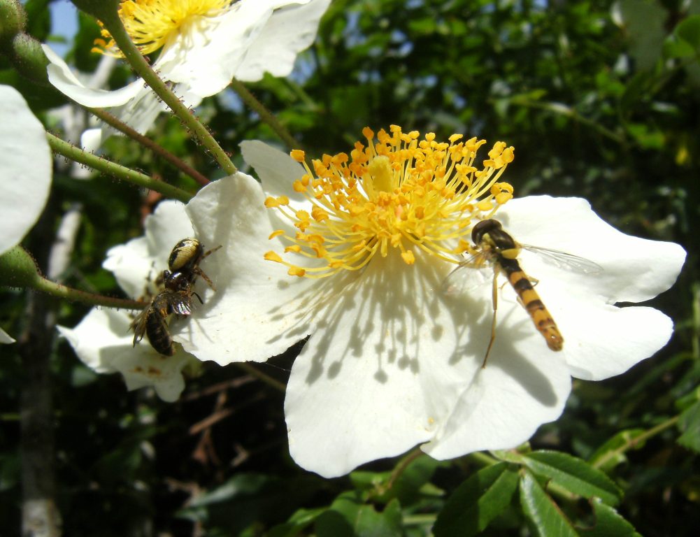 Thomisus onustus